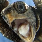 Turtleshark