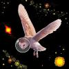 space owl